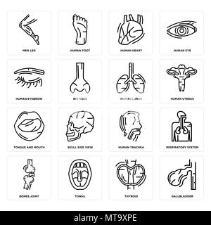 Ensemble de 16 icônes modifiable simple comme la vésicule biliaire, de la thyroïde, amygdales, des os, des voies respiratoires, de la jambe, les droits de l'homme au sourcil, langue et de la bouche, les poumons Illustration de Vecteur