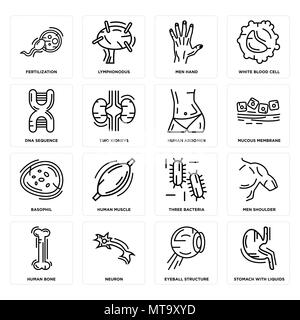 Ensemble de 16 icônes modifiable simple comme l'estomac avec des liquides, la structure du globe oculaire, neurone, les droits de l'os, l'épaule des hommes, la fertilisation, la séquence d'ADN, Basoph Illustration de Vecteur