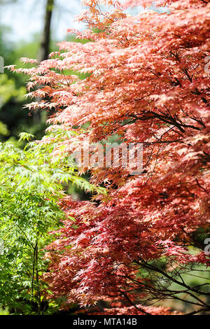 Portrait d'un arbre Acer baigné de soleil du printemps, considéré dans le Dingle, un jardin public à Shrewsbury, Shropshire, au Royaume-Uni. Banque D'Images