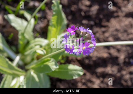 'Cashmeriana' Drumstick primrose, Bollviva (Primula denticulata) Banque D'Images