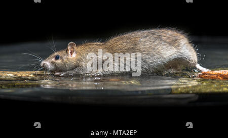 Wild Rat surmulot (Rattus norvegicus) déménagement dans l'eau de la rivière Banque D'Images