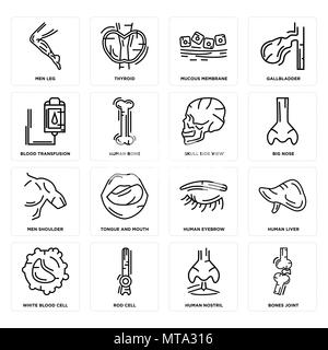Ensemble de 16 icônes modifiable simple tels que les os de l'articulation, Narine, cellule de tige, des globules blancs, le foie, les hommes de la jambe, la transfusion sanguine, épaule, crâne Sid Illustration de Vecteur