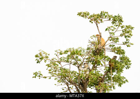 Groupe de singes sauvages mona Campbell's sitting in tree top isolés contre blanc, Sénégal, Afrique Banque D'Images