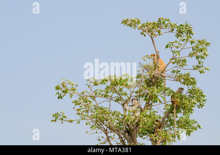 Groupe de singes sauvages mona Campbell's sitting in tree top isolés contre le ciel bleu, le Sénégal, l'Afrique Banque D'Images
