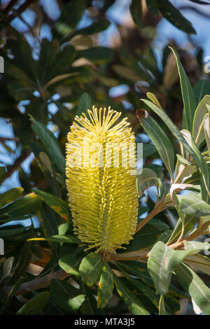 Banksia jaune fleur et feuillage, New South Wales, Australie Banque D'Images