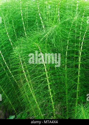 Magnifique fond vert de plantes à cheval Marsh Banque D'Images
