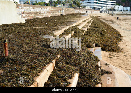 Les algues échouées sur la promenade le long du front de mer de Torquay. Banque D'Images