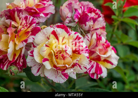 Les fleurs, rose dans un jardin sur une journée ensoleillée Banque D'Images