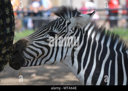 Zebra manger dehors d'un sac Banque D'Images