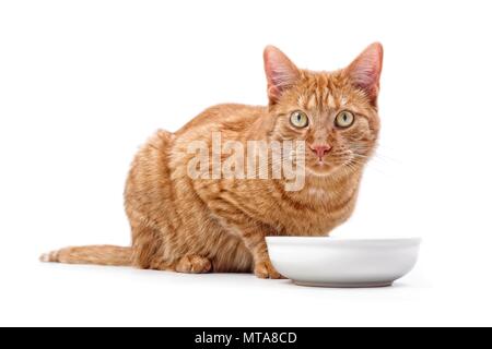 Le gingembre cat assis autour d'un bol de nourriture et à la recherche de l'appareil photo - isolé sur blanc. Banque D'Images