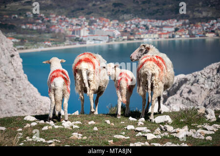 Troupeau de moutons et agneaux dans les marquages peints rouge debout au-dessus de la baie de Baska, île de Krk, Croatie, avec seulement un agneau regardant la caméra. Banque D'Images