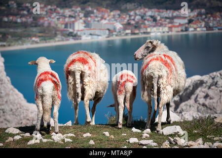 Quatre Moutons et agneaux, avec des marquages rouges peints sur leur peau, le pâturage au-dessus de la baie d'un bleu turquoise. Prise au dessus de Baska, village sur l'île de Krk Banque D'Images