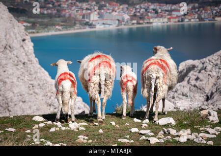 Moutons et agneaux avec marquages rouges, debout sur une falaise au-dessus de la baie turquoise, à l'égard de population place dans la distance (Baska, Krk, Croatie) Banque D'Images