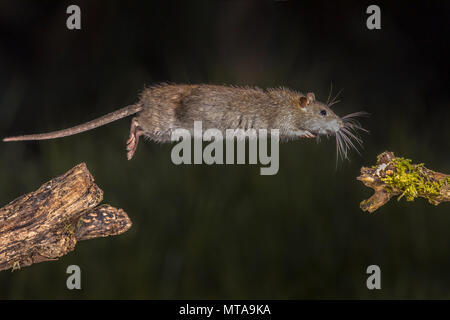 Wild rat surmulot (Rattus norvegicus) sautant d'ouvrir une session de nuit. Photographie image haute vitesse Banque D'Images