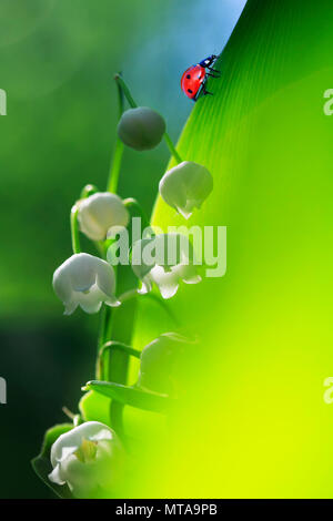 Petite Coccinelle rouge de ramper sur un feuillage luxuriant vert blanc parfumé fleur de lis de la vallée au printemps journée ensoleillée dans une clairière de la forêt Banque D'Images