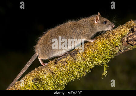 Wild rat surmulot (Rattus norvegicus) tournant sur la branche moussue de nuit. Photographie image haute vitesse Banque D'Images