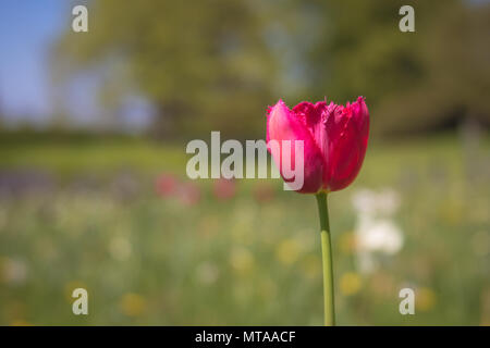 Fleur de printemps tulipes Banque D'Images