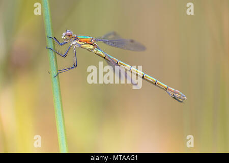 Femme Willow emerald (Chalcolestes viridis demoiselle) reposant sur la tige de l'herbe en début de matinée Banque D'Images