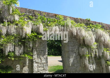 Cette magnifique glycine blanche était en pleine floraison à la mi-mai, au bord de la voiture-park à Ightham Mote, le National Trust manoir entouré de douves dans le Kent. Banque D'Images