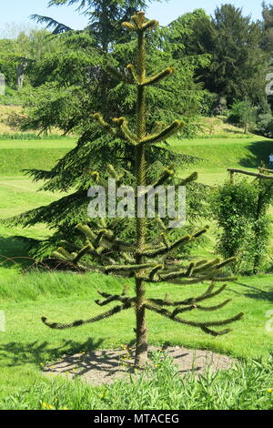 Ce jeune monkey puzzle arbre a été planté dans les jardins de Ightham Mote, le National Trust près de Sevenoaks, dans le Kent. Banque D'Images