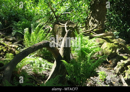 Une photo de l'Stumpery dans les jardins de Ightham Mote, une fiducie nationale, manoir médiéval à douves près de Sevenoaks, dans le Kent Banque D'Images