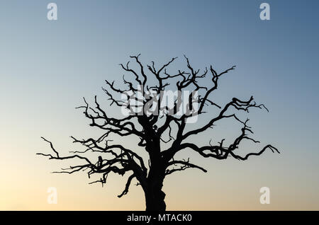 Mighty Oak tree silhouette par un ciel de couleur Banque D'Images