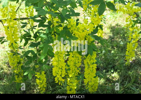 Cet arbre laburnum était en pleine floraison avec de longs racèmes magnifique de fleurs jaunes, dans les motifs de Ightham Mote à la mi-mai Banque D'Images