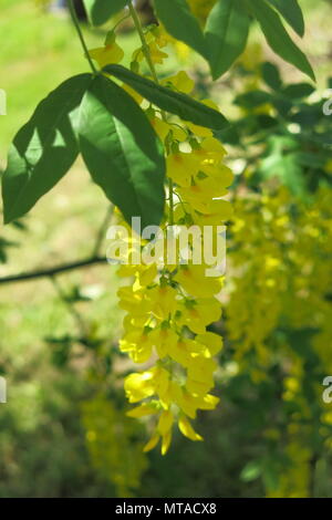 Cet arbre laburnum était en pleine floraison avec de longs racèmes magnifique de fleurs jaunes, dans les motifs de Ightham Mote à la mi-mai Banque D'Images