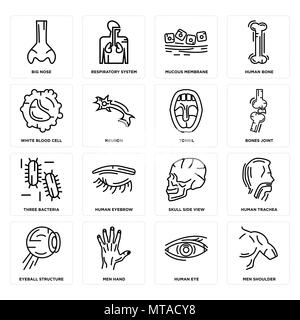Ensemble de 16 icônes modifiable simple tels que les hommes, les droits de l'épaule, la main, l'oeil globe oculaire Structure, trachée, gros nez, des globules blancs, trois bactéries, Amygdales Illustration de Vecteur