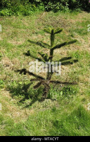 Ce jeune monkey puzzle arbre a été planté dans les jardins de Ightham Mote, le National Trust près de Sevenoaks, dans le Kent. Banque D'Images