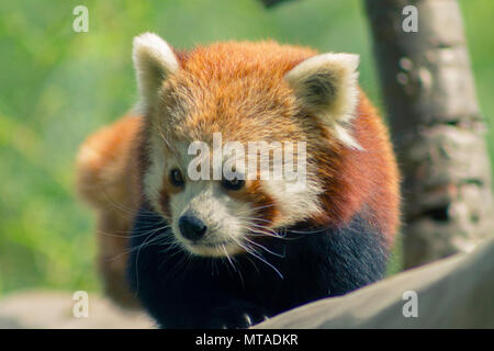 Le panda rouge à Birmingham Wildlife Conservation Park Banque D'Images