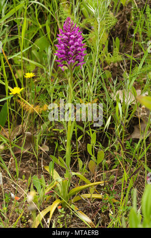 Orchidée rare et sauvage Anacamptis x hybride simorrensis. C'est un hybride entre l'Orchidée pyramidale (Anacamptis pyramidalis) et le bug de l'Ouest (Anacamptis cori Banque D'Images