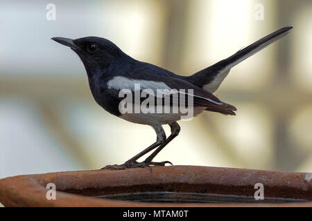 Pie chanteuse Oriental (Copsychus saularis mâle). Banque D'Images