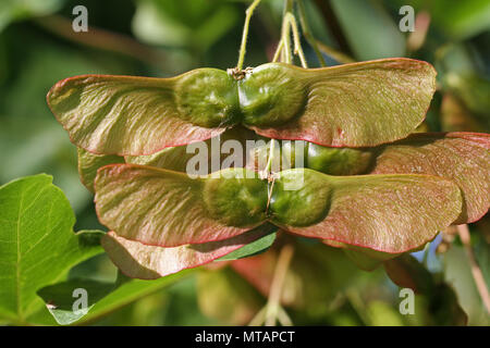 L'érable sycomore ou maturation graine très close up l'acer opalus ou pseudoplatanus variété d'érable au printemps italien Italie Banque D'Images