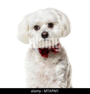 Chien maltais dans Bow tie against white background Banque D'Images