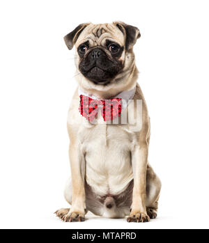 Noeud papillon rouge en Pug sitting against white background Banque D'Images