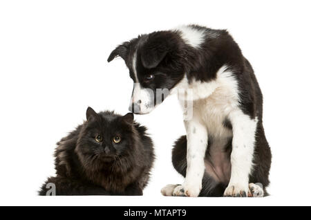 Chiot Border Collie et black cat sitting together against white background Banque D'Images