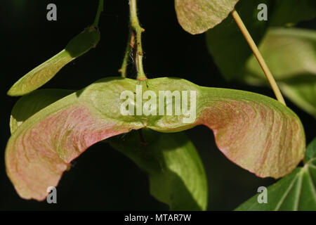 L'érable sycomore ou maturation graine très close up l'acer opalus ou pseudoplatanus variété d'érable au printemps italien Italie Banque D'Images