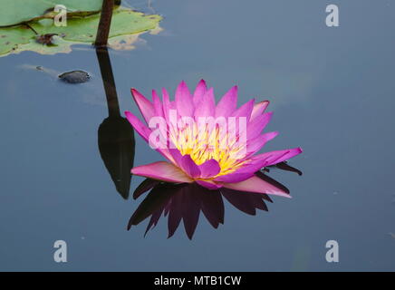 Belle fleur de lotus en pleine floraison avec reflet dans un étang calme Banque D'Images