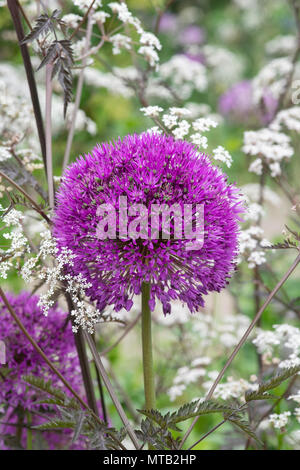 Allium hollandicum 'Purple sensation' entouré d'Anthriscus sylvestris 'Ravenswing' / Black cow parsley dans un jardin anglais Banque D'Images