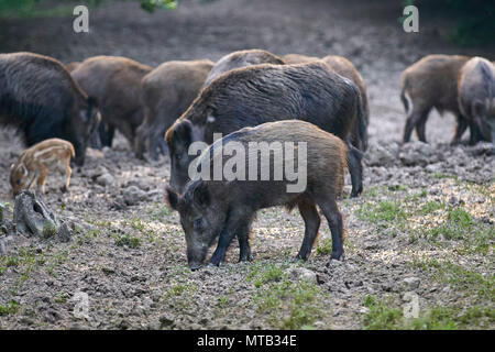 Troupeau de porcs sauvages dans la forêt d'enracinement pour l'alimentation Banque D'Images