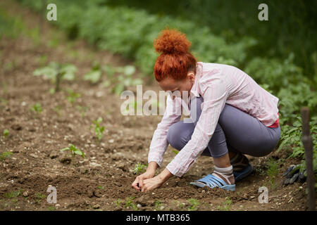 Femme agriculteur planter les semis de poivrons dans son jardin Banque D'Images