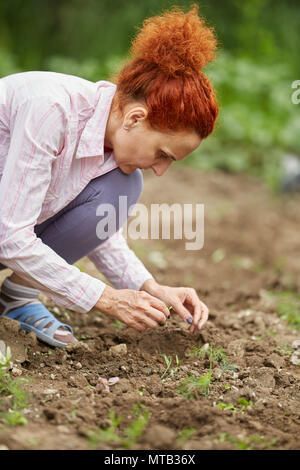 Femme agriculteur planter les semis de poivrons dans son jardin Banque D'Images