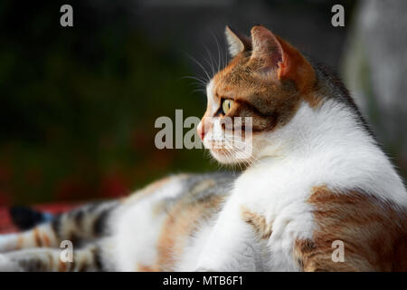 Close up side face portrait d'un chat regardant vers la gauche avec une expression attentive Banque D'Images