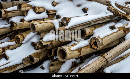 Pile fraîchement coupées de bambou avec de la neige sur eux pour le fond Banque D'Images