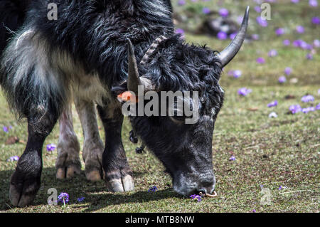 Yak tibétain mange de l'herbe dans un pâturage à l'himalaya Banque D'Images