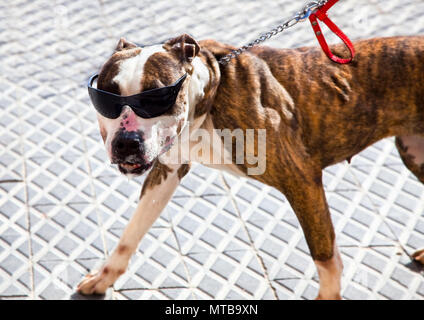 Chien Boxer noir portant des lunettes de soleil sur la rue Banque D'Images