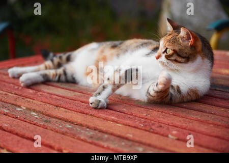 Portrait d'un chat regardant vers la gauche avec une expression anxieuse Banque D'Images