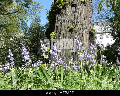 Bluebell Temps, Lincoln's Inn Fields, London Banque D'Images