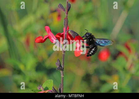 Abeille charpentière xylocopa violacea nom Latin se nourrissant de fleurs écarlates royal sage salvia ou bourdons-x jamensis près de fleurir en Italie au printemps Banque D'Images